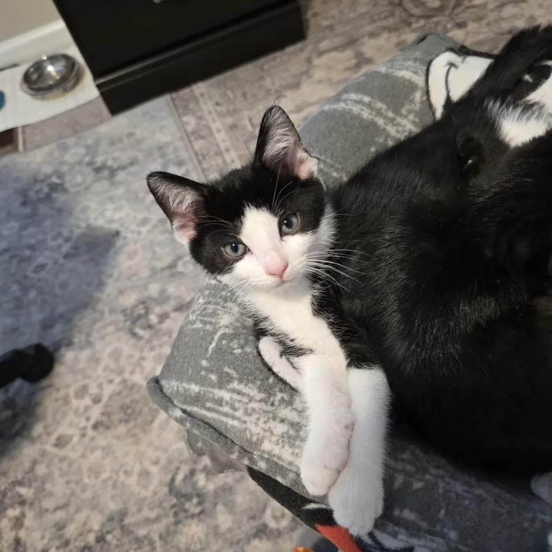 Socks Best Friends with thumbnail 5