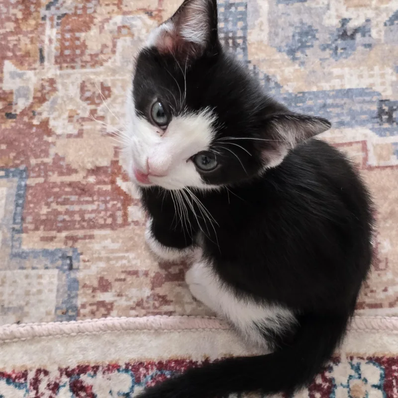 Socks Best Friends with thumbnail 6