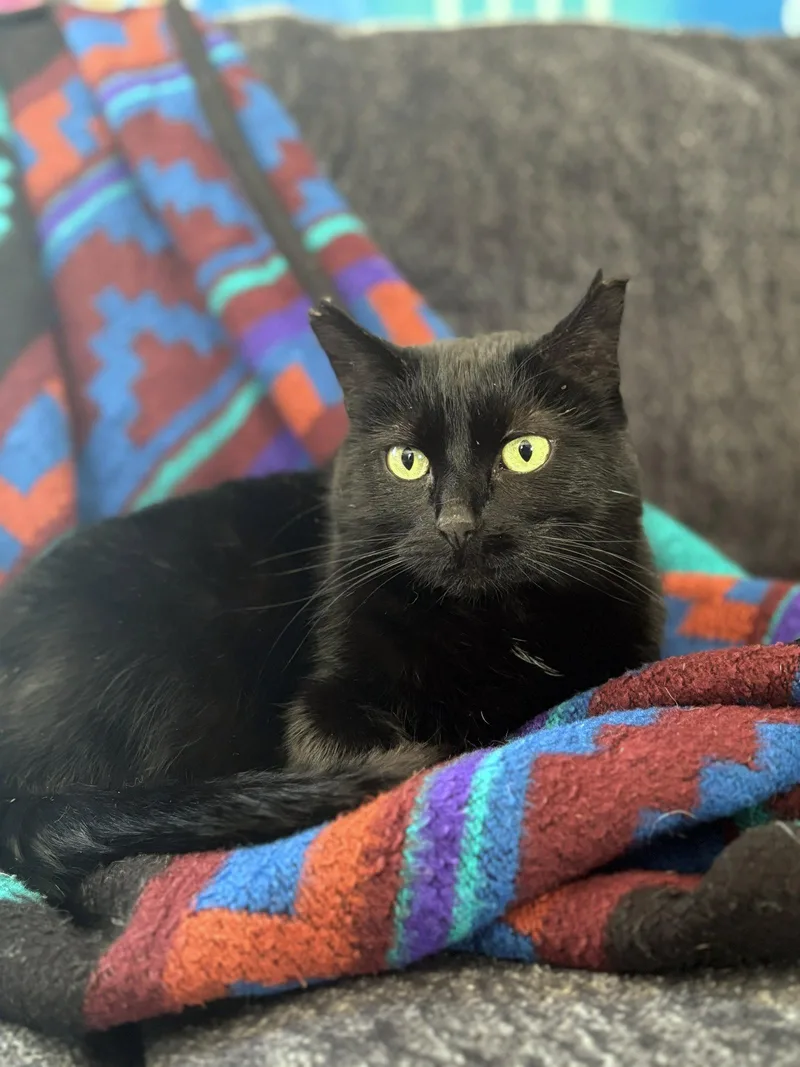 An adult medium-sized female Bombay cat named LUNA   Offered for adoption in Hillsboro, OR