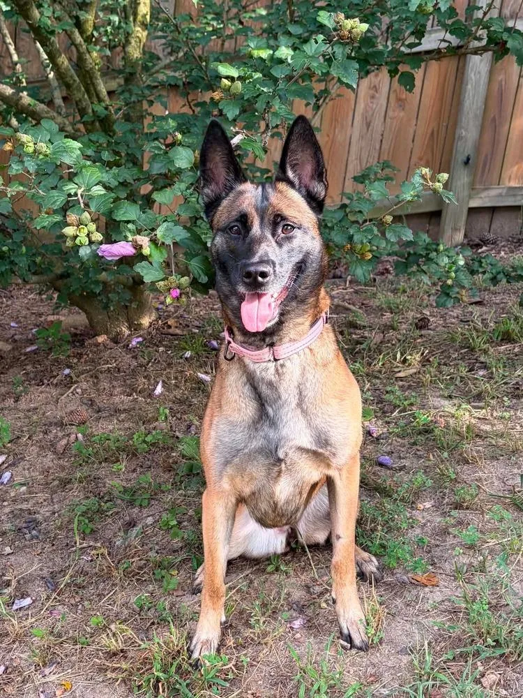 An adult medium-sized female Tricolor (Brown, Black, & White) Belgian Shepherd / Malinois dog named Volt Located in for adoption in Imlay City, MI