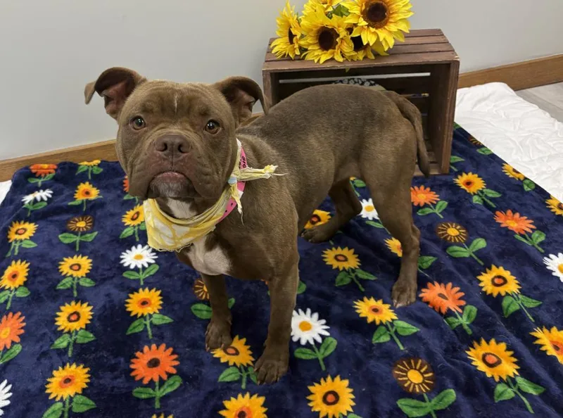 A young medium-sized female Mixed Breed dog named Beanie for adoption in Detroit, MI
