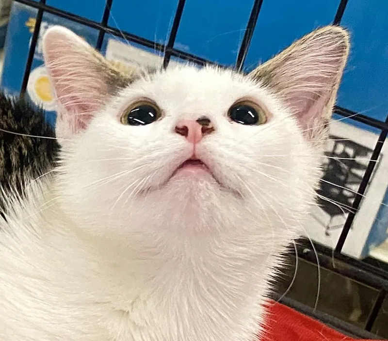 A baby medium-sized female Brown / Chocolate Domestic Short Hair cat named Mochi for adoption in Red Bank, NJ