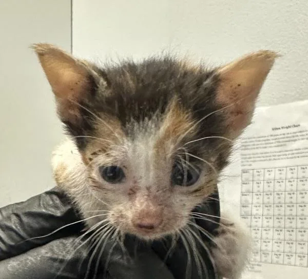 A baby small-sized female Domestic Short Hair cat named Zora for adoption in San Diego, CA