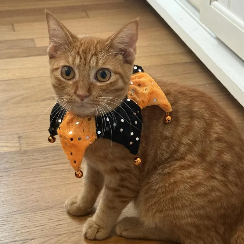 A baby medium-sized male Orange / Red Domestic Short Hair cat named Andy for adoption in Jupiter, FL
