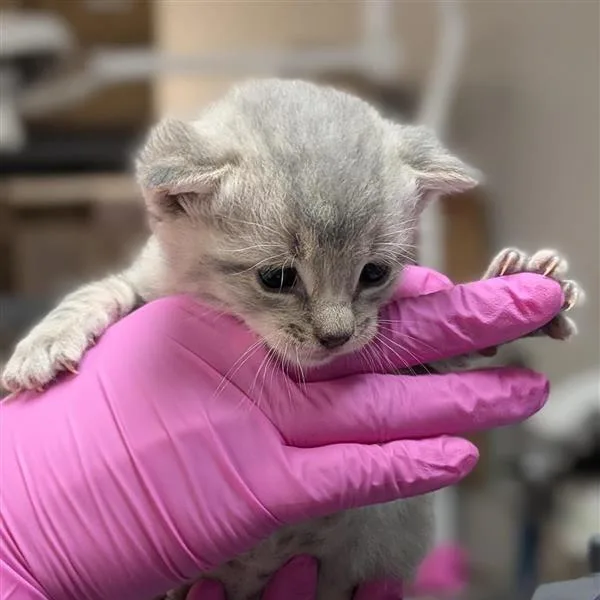 A baby small-sized male Gray / Blue / Silver Domestic Short Hair cat named Berlioz for adoption in Houston, TX