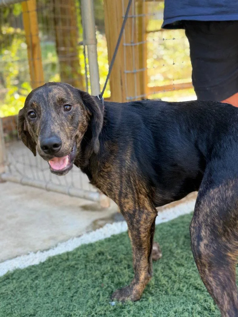 A young large-sized male Labrador Retriever dog named Wilson for adoption in Lovingston, VA