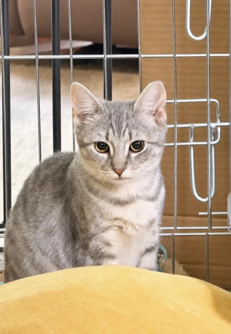 A young small-sized female Gray & White Tabby cat named Maggie for adoption in JACKSON, NJ