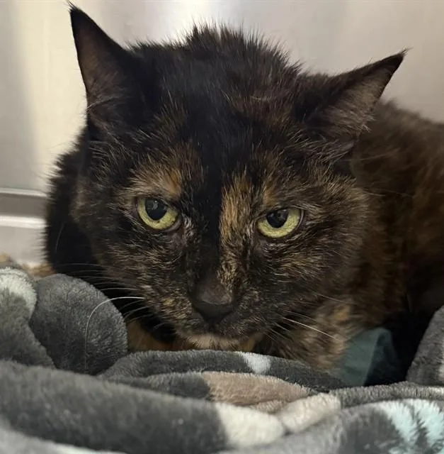 A senior medium-sized female Domestic Short Hair cat named Junebug for adoption in Upper Marlboro, MD