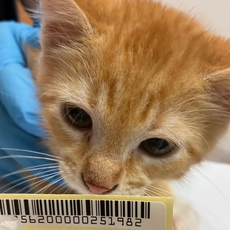 A baby small-sized male Orange / Red Domestic Short Hair cat named Jay for adoption in Charleston, WV