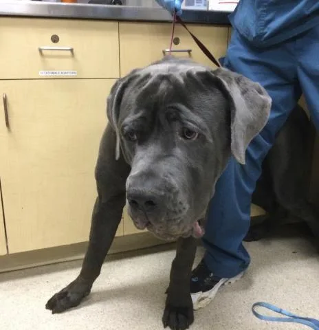A young large-sized male Cane Corso dog named Saint for adoption in Riverside, CA