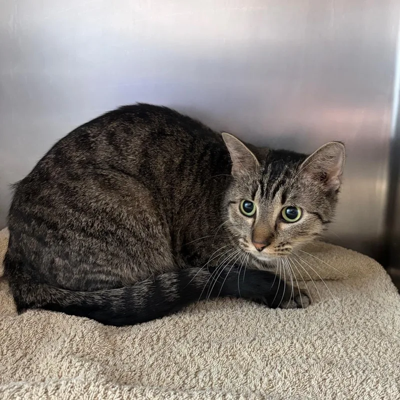 A young medium-sized female Brown / Chocolate Domestic Short Hair cat named Stardust for adoption in Council Bluffs, IA