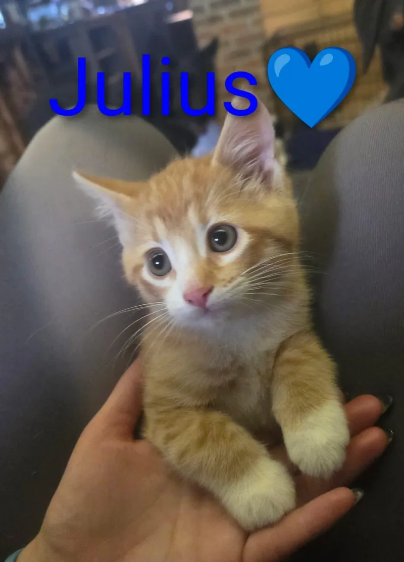 A baby medium-sized male Orange / Red Domestic Short Hair cat named Julius for adoption in Manhattan, KS
