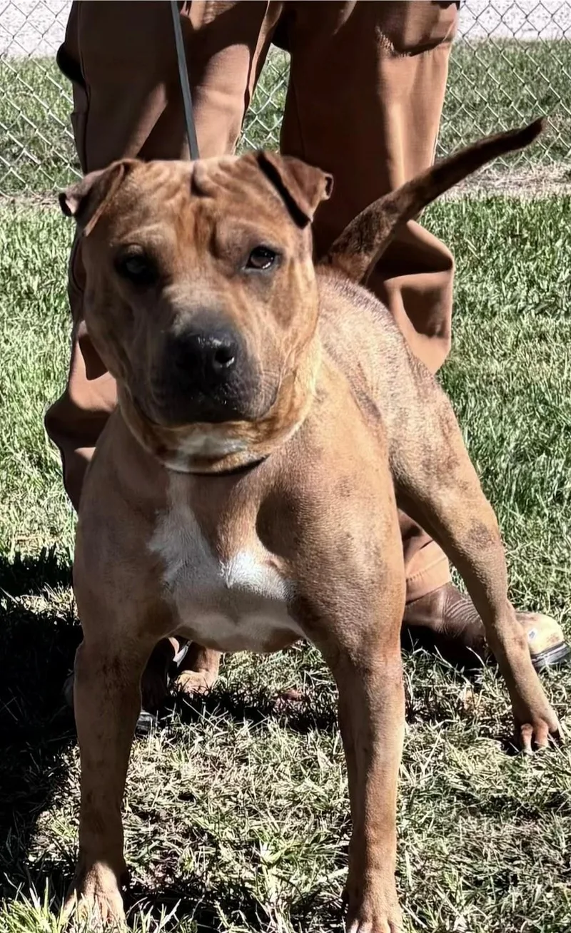 A young medium-sized male Brown / Chocolate Shar-Pei dog named Rusty Beautiful Sharpei Mix for adoption in Charlottesville, VA