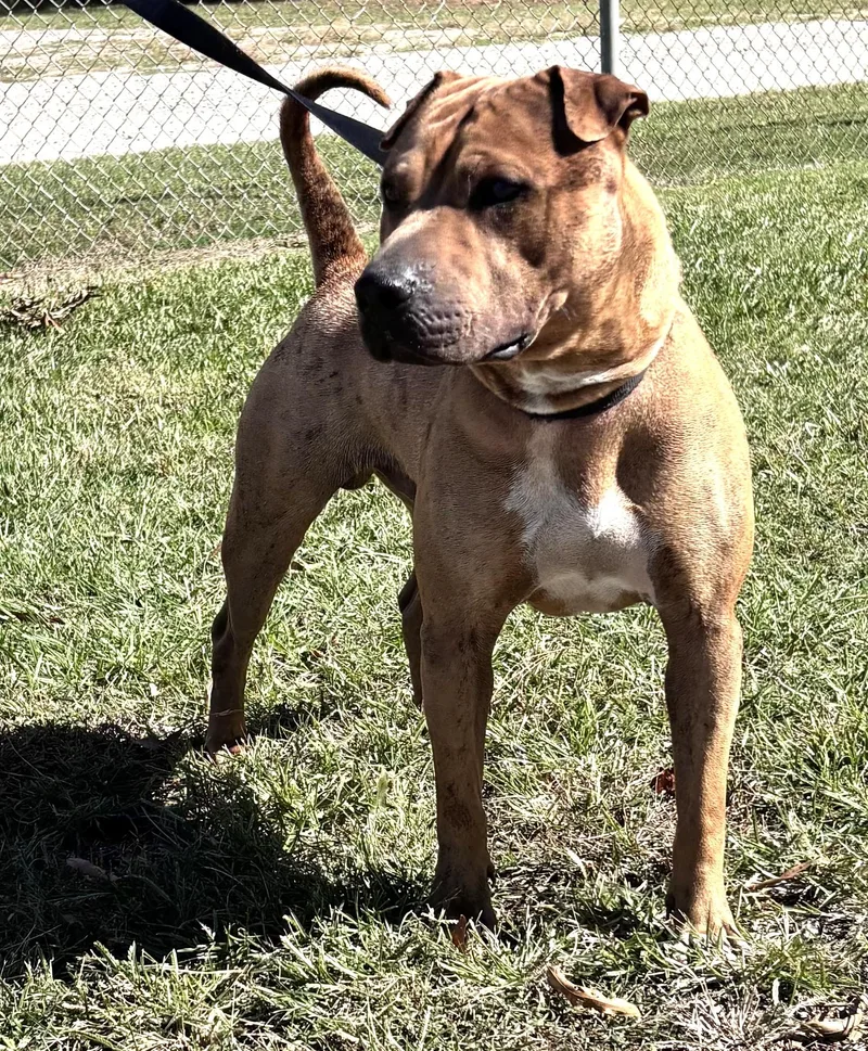 Rusty Beautiful Sharpei Mix thumbnail 2