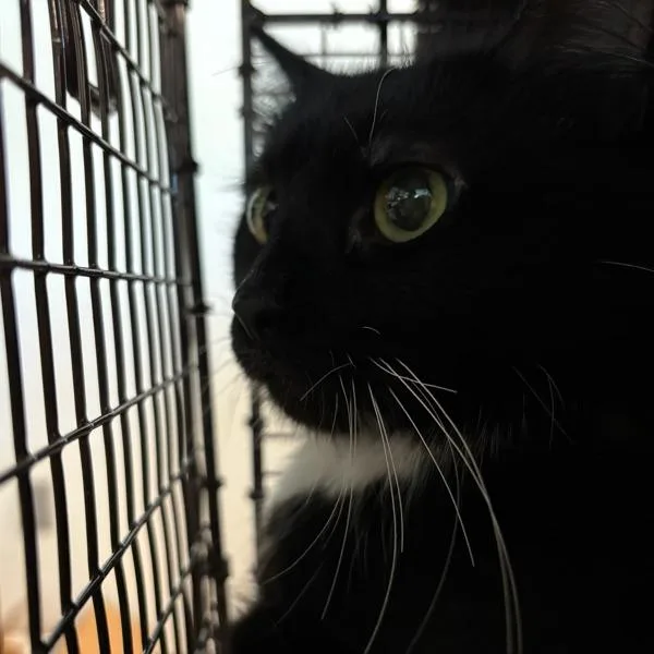 A young small-sized female Domestic Medium Hair cat named Tonya for adoption in Des Moines, IA