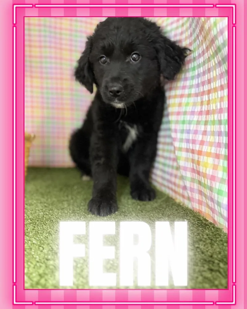 Fern thumbnail 2