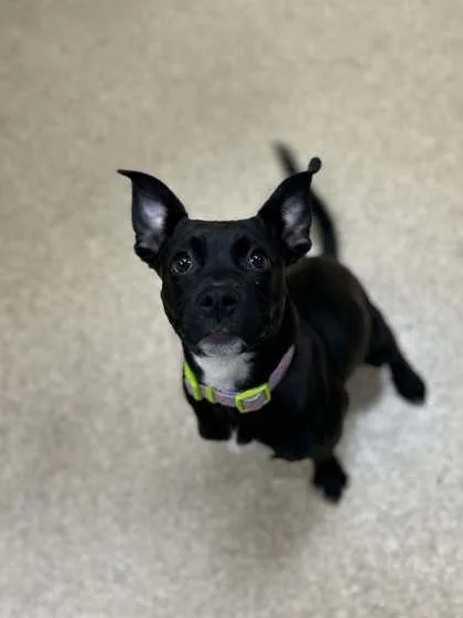 A young medium-sized female Mixed Breed dog named Dorothy for adoption in Munster, IN