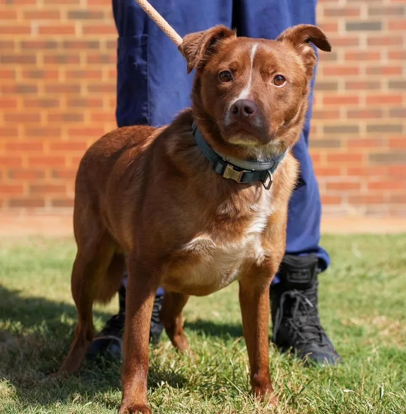 An adult medium-sized male Australian Shepherd dog named Brownie for adoption in Stillwater, OK