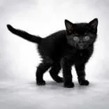 A baby medium-sized male Black Domestic Short Hair cat named Dorsey for adoption in Portsmouth, OH