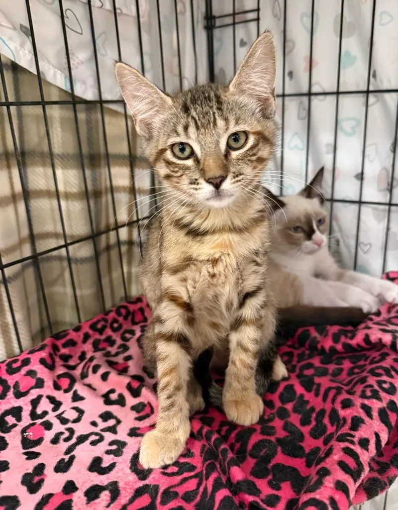 A young small-sized female Tabby cat named Tabitha for adoption in Temecula, CA
