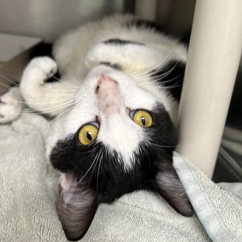 An adult large-sized male Black & White / Tuxedo Domestic Short Hair cat named Soy Sauce for adoption in St. Augustine, FL
