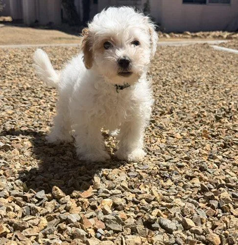 Parker