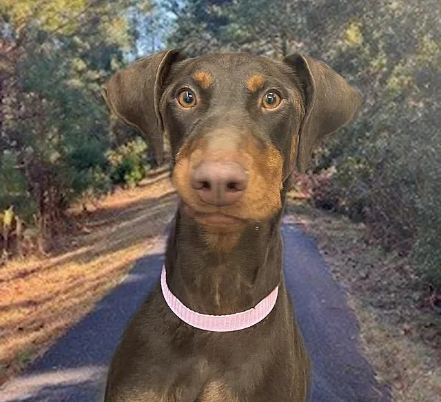 Remi