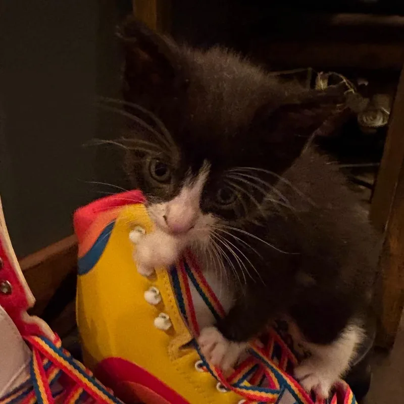 A baby small-sized male Black Domestic Short Hair cat named Zorro for adoption in Canton, IL