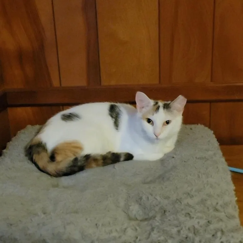 Schnapps thumbnail 2