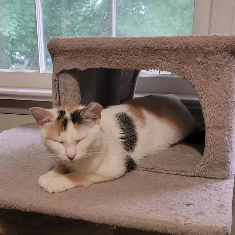 Schnapps thumbnail 3