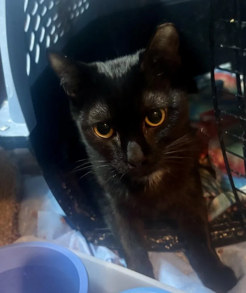 Hissy Elliott thumbnail 2