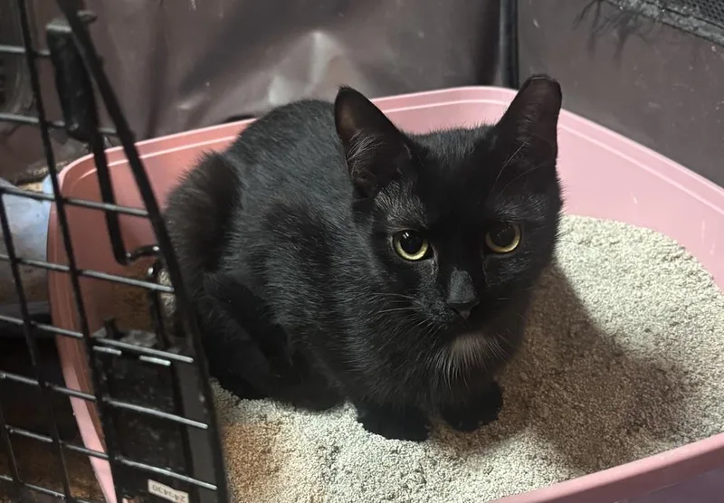 Hissy Elliott thumbnail 3