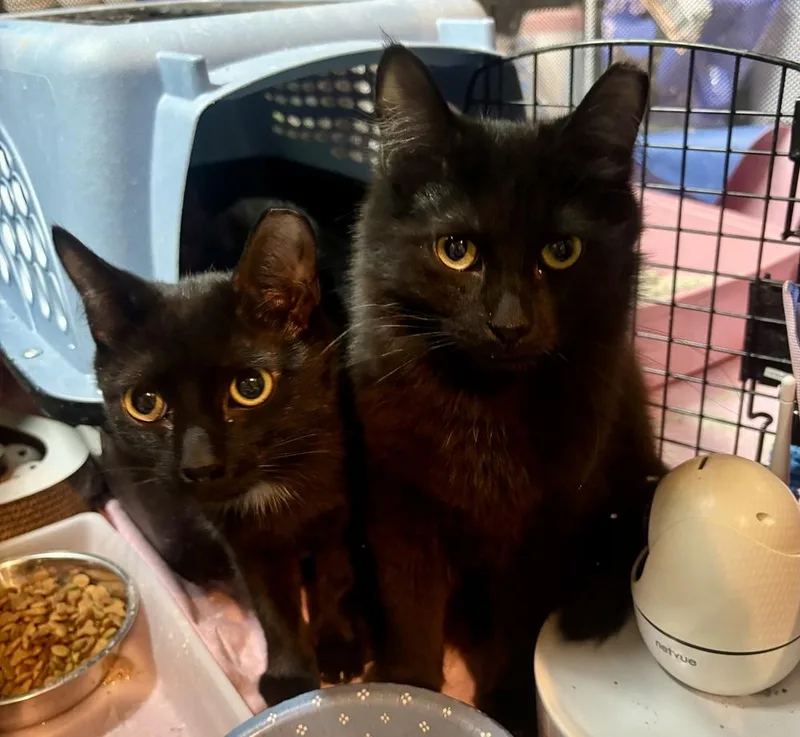 Hissy Elliott thumbnail 4