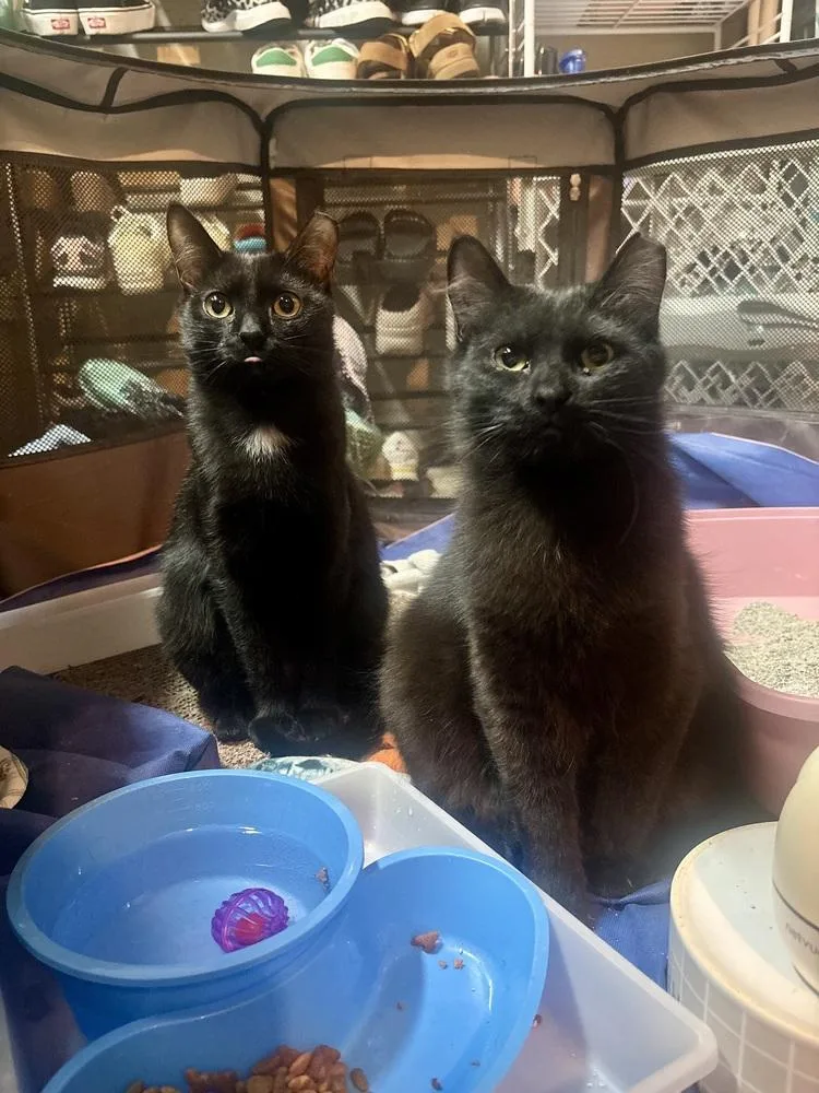 Hissy Elliott thumbnail 5