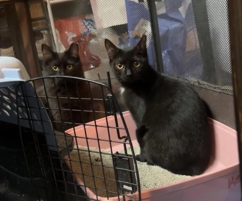 Hissy Elliott thumbnail 6