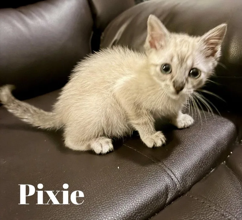 A baby small-sized female Buff / Tan / Fawn Domestic Short Hair cat named Pixie C Gatlin for adoption in Saunderstown, RI