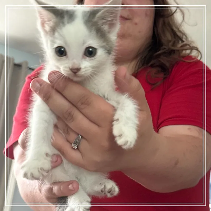 A baby small-sized male White Domestic Short Hair cat named Angel for adoption in Monroe, MI