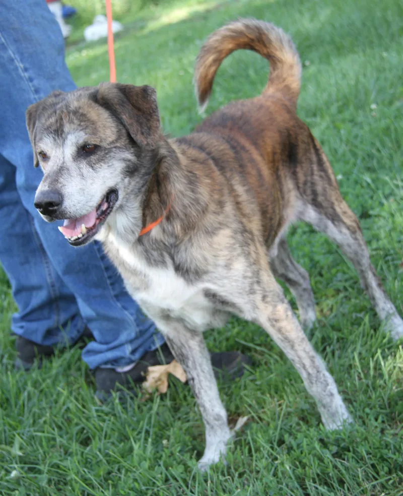 An adult medium-sized male Brindle Labrador Retriever dog named Andrew for adoption in Marietta, OH