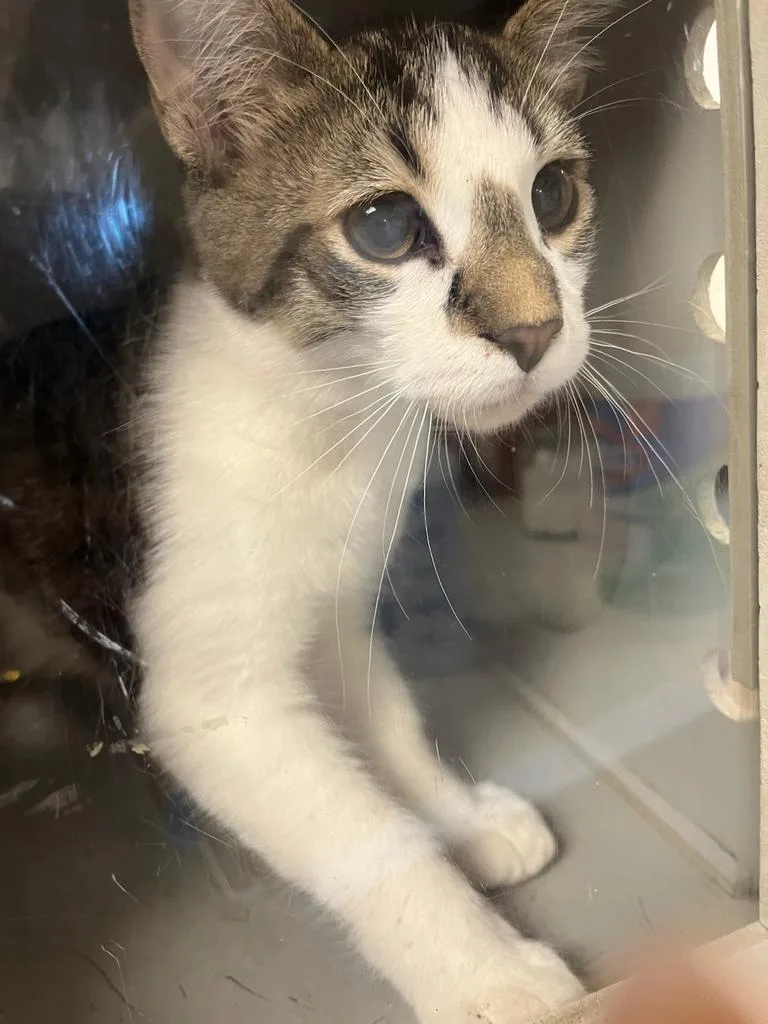 A baby large-sized male Domestic Short Hair cat named Mario for adoption in Greenfield, IN