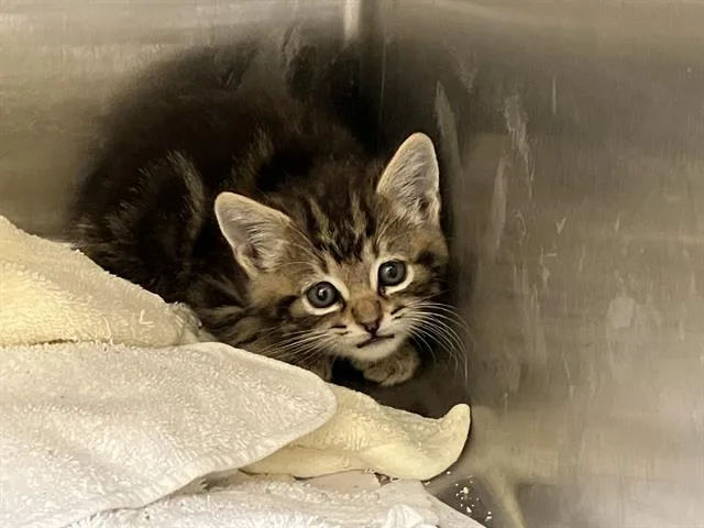 A baby small-sized male Domestic Short Hair cat named Bert for adoption in Tustin, CA