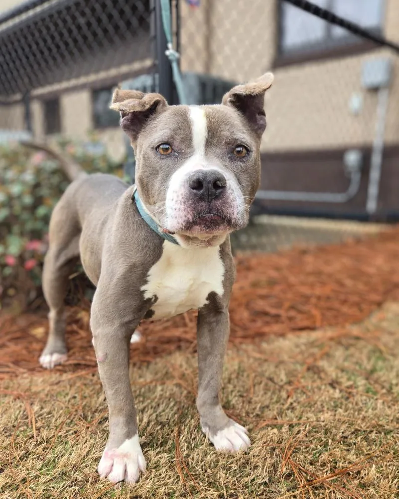 A senior medium-sized male Mixed Breed dog named Amiri for adoption in Douglasville, GA