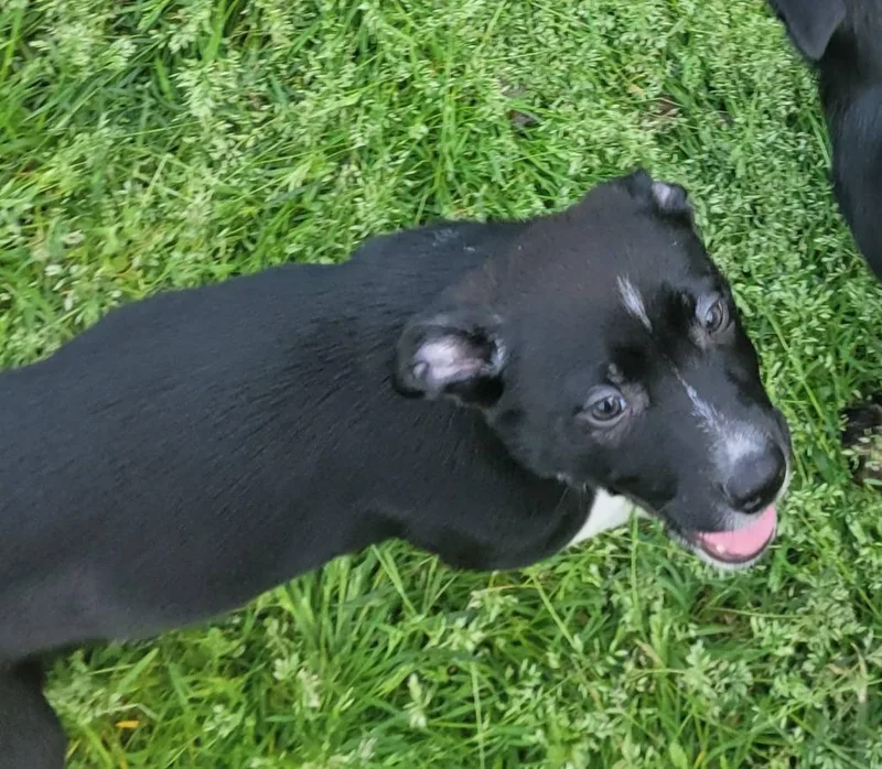 A baby medium-sized male Collie dog named Tinsel for adoption in Fond Du Lac, WI