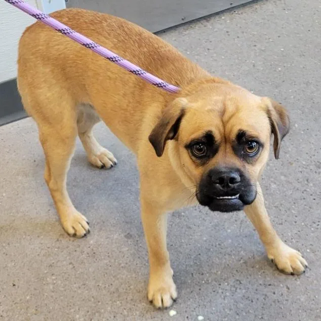 An adult medium-sized male Brown / Chocolate Mixed Breed dog named 110359 for adoption in Las Cruces, NM