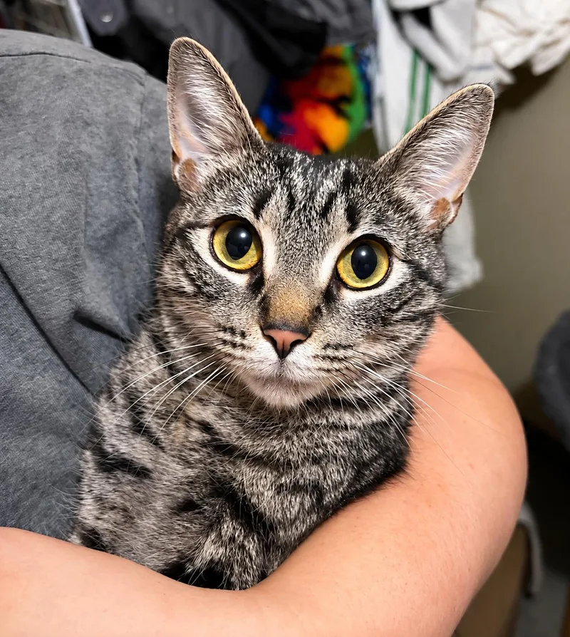 A young small-sized female Tabby (Brown / Chocolate) Domestic Short Hair cat named Eva for adoption in Bloomfield, NJ