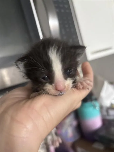 A baby small-sized male Domestic Short Hair cat named Chocolate Chip for adoption in Miami, FL