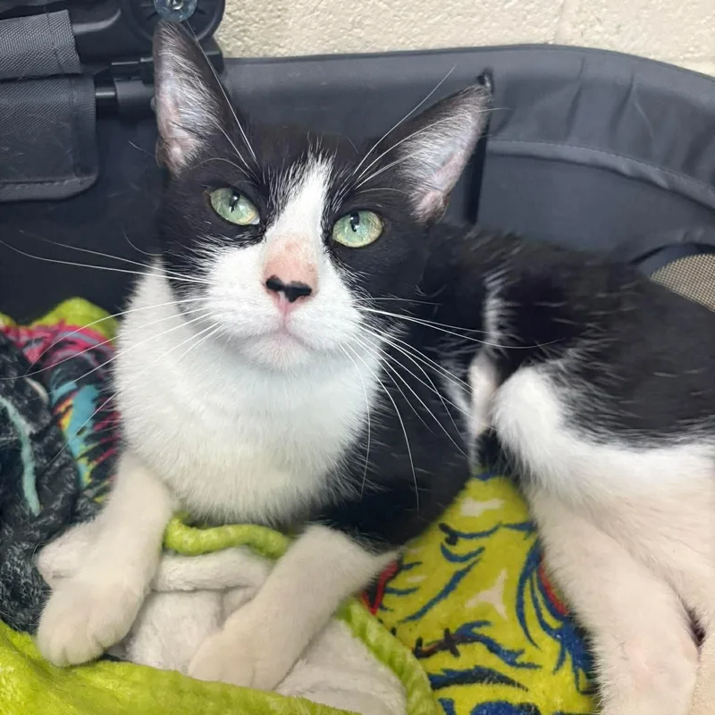 An adult medium-sized female Black & White / Tuxedo Domestic Short Hair cat named Echo for adoption in Baytown, TX