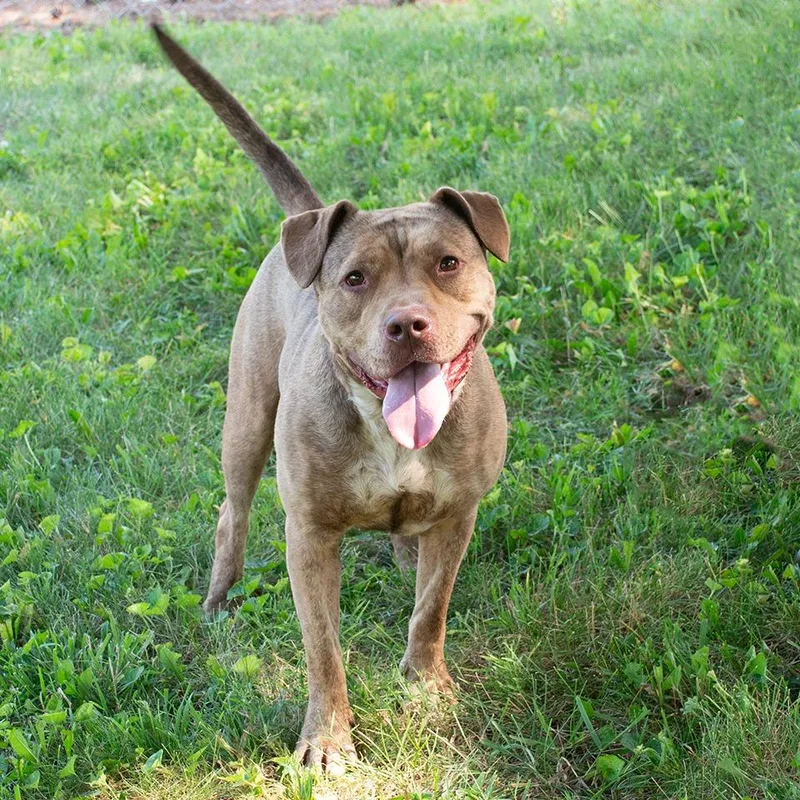 A young medium-sized female Pit Bull Terrier dog named Ruthie for adoption in Troy, OH