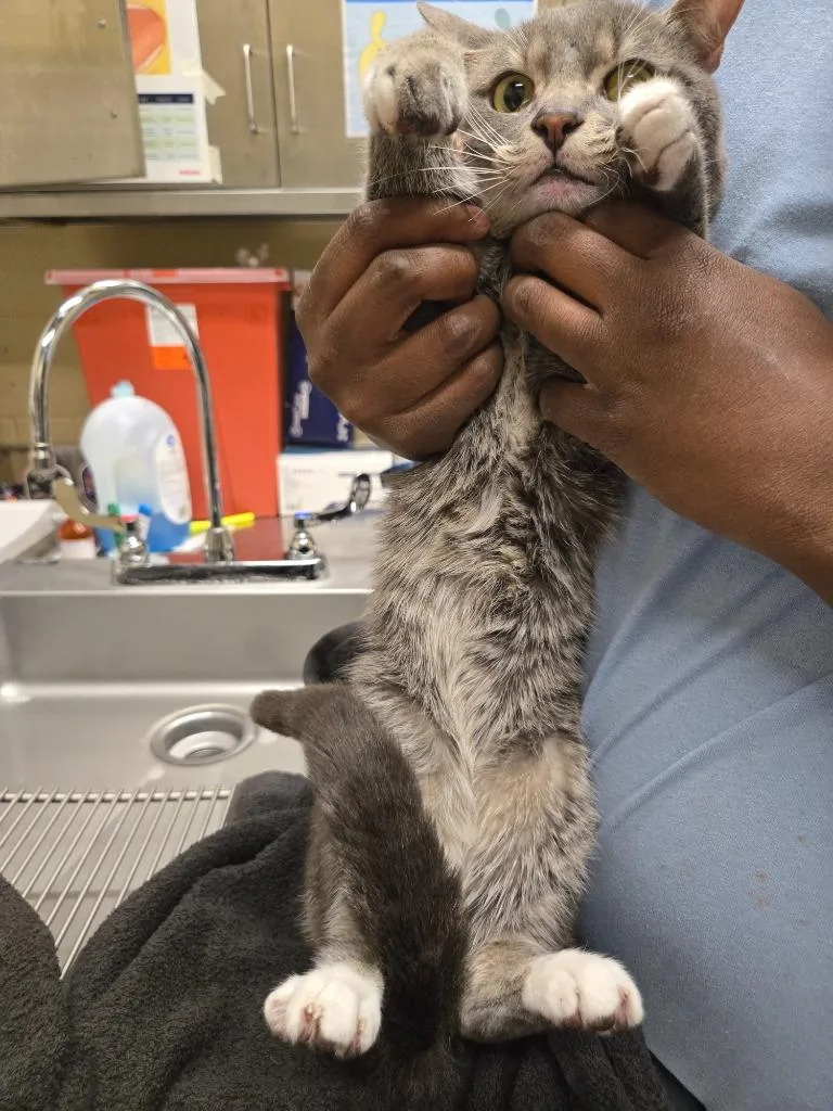 A young medium-sized male Domestic Short Hair cat named Carlos for adoption in Douglasville, GA