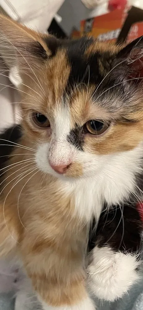A baby small-sized female Domestic Short Hair cat named Patches for adoption in Dallas, TX