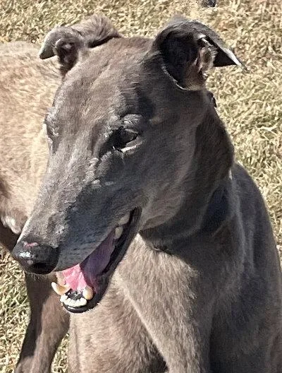 An adult large-sized male Gray / Blue / Silver Greyhound dog named Milo for adoption in Dallas, TX